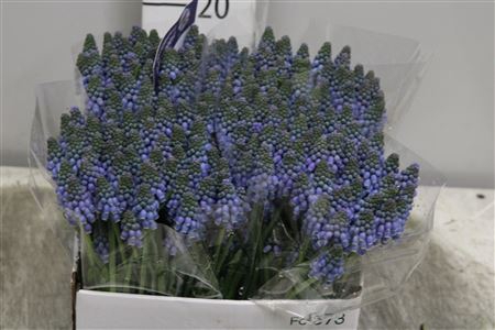 <h4>Muscari Armeniacum</h4>