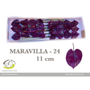 Anth A Maravilla 11 cm X24 Spek Flowers