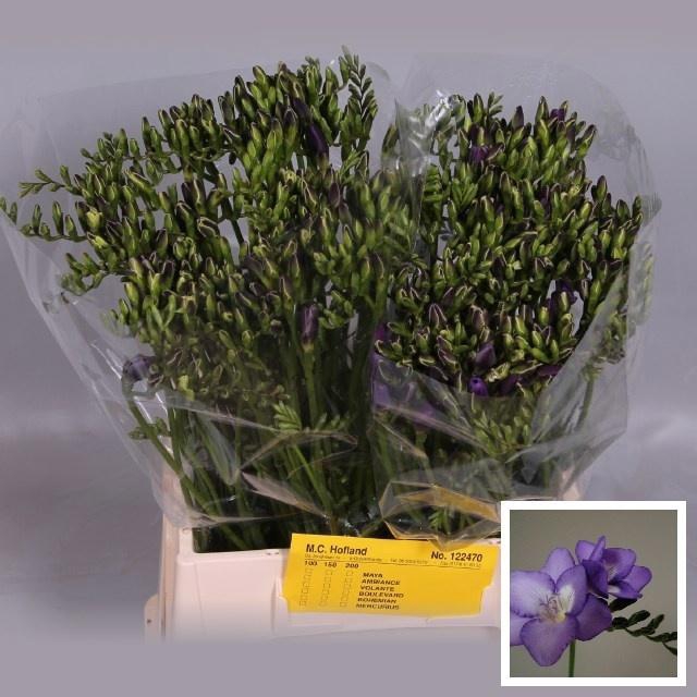 <h4>Fr En Mercurius</h4>