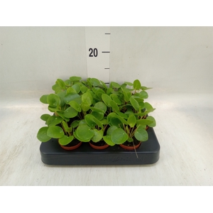 Pilea peperomoides