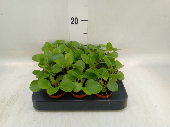 <h4>Pilea peperomoides</h4>