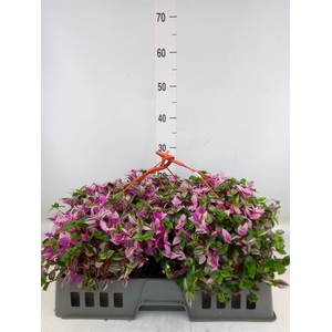 Tradescantia flum. 'Quadricolor'