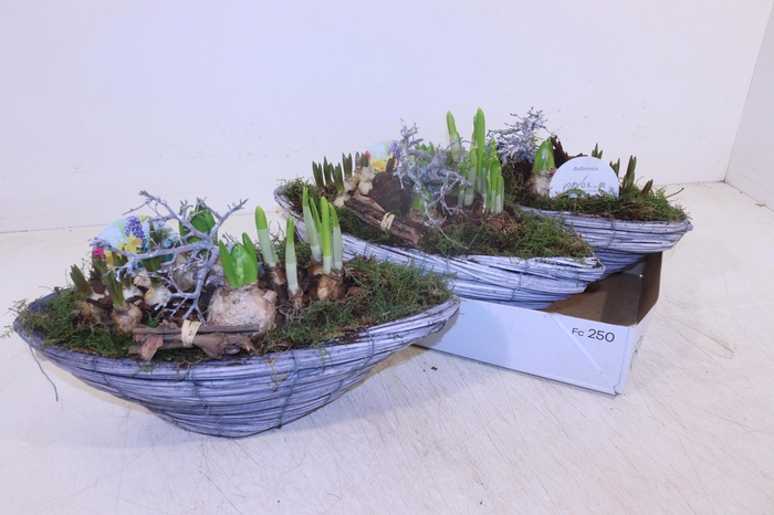 <h4>Arr Bol Knolgewas</h4>