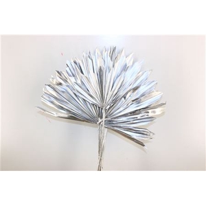 Dried Palm Sun 6pc Silver Bunch