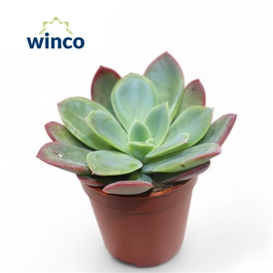 Echeveria Luella