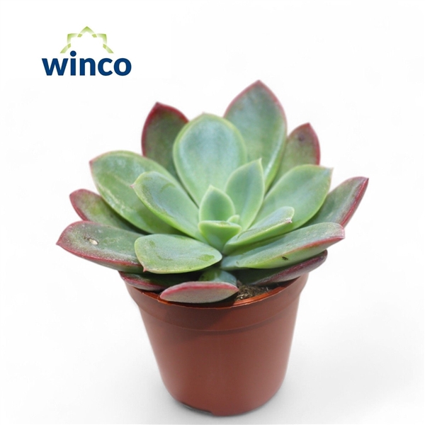 <h4>Echeveria Luella</h4>