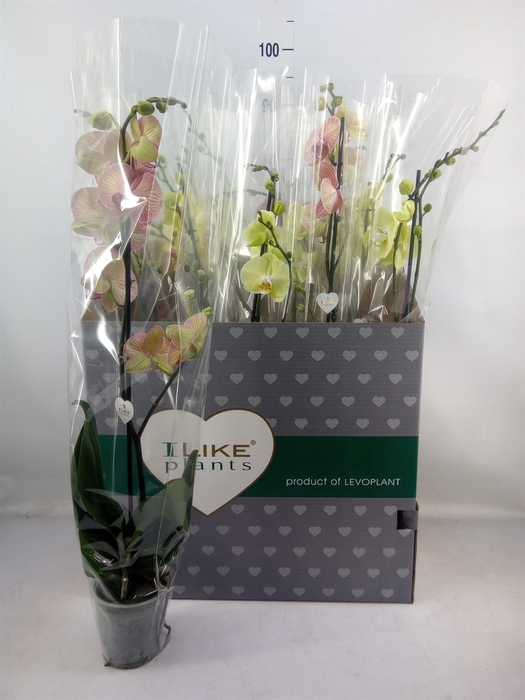 <h4>Phalaenopsis   ...yellow</h4>