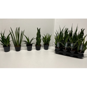 Sansevieria Cylindrica Mix 10,5Ø 30cm