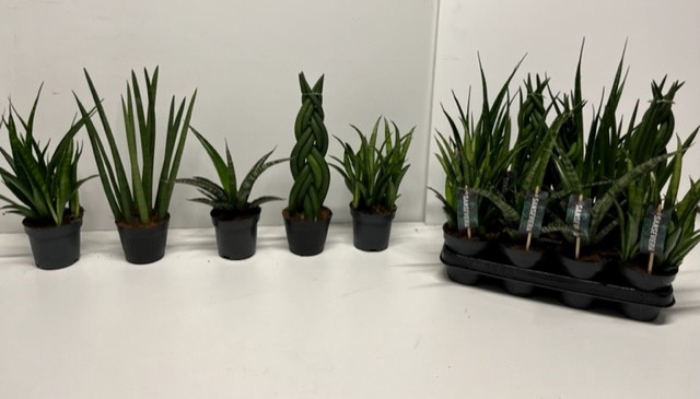 Sansevieria Cylindrica Mix 10,5Ø 30cm