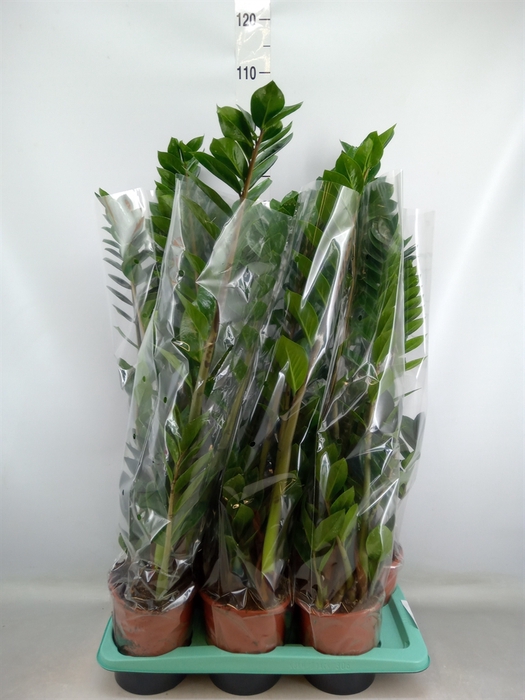 <h4>Zamioculcas zamiifolia</h4>