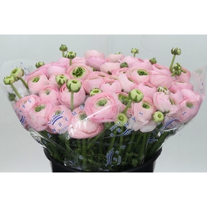 Ranunculus Clooney Lady Super