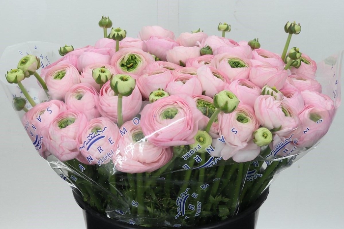 <h4>Ranunculus Clooney Lady Super</h4>