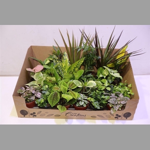 M-24 Mixplant Showdoos