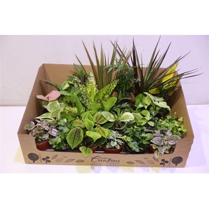 M-24 Mixplant Showdoos