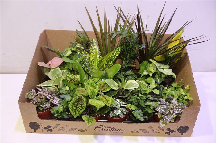 <h4>M-24 Mixplant Showdoos</h4>