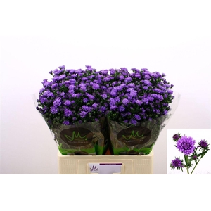 Aster Dark Milka