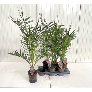 PHOENIX CANARIENSIS