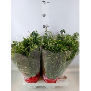 Aeschynanthus  'Twister'