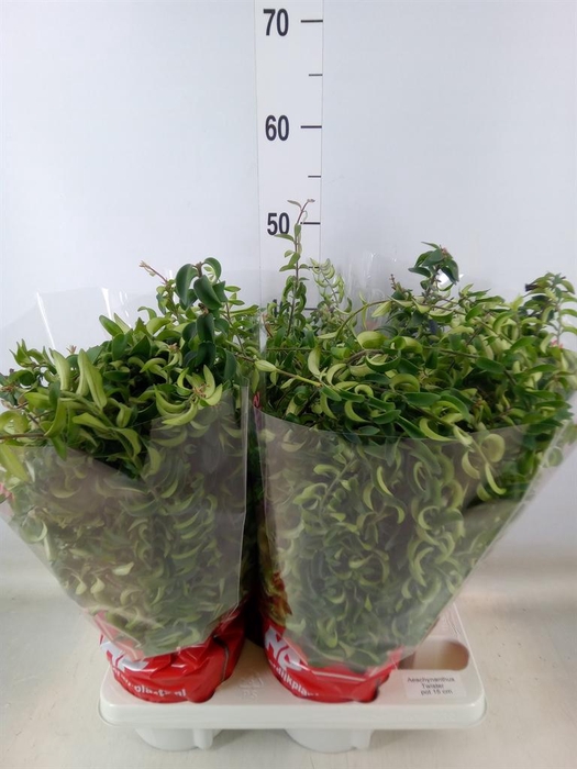 <h4>Aeschynanthus 'Twister'</h4>