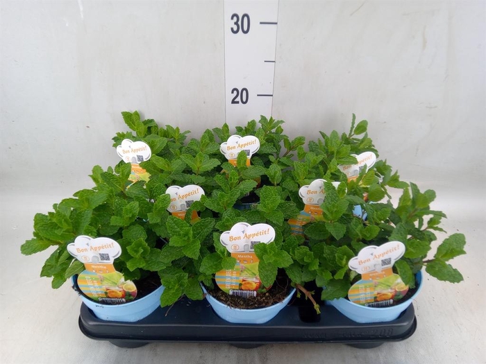 <h4>Mentha spicata</h4>