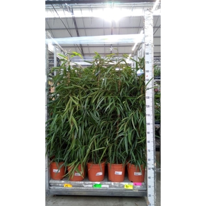 Ficus binn. 'Alii'