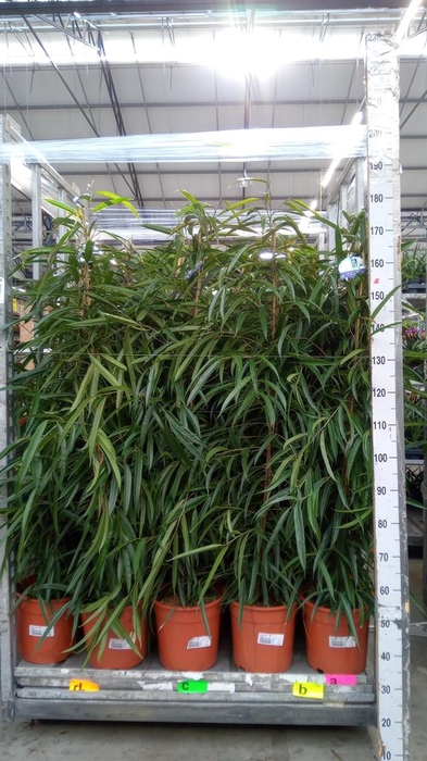 <h4>Ficus binn. 'Alii'</h4>