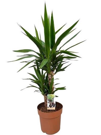 <h4>Yucca 4520</h4>