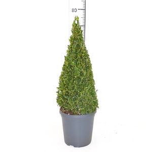 Buxus sempervirens 55-60cm Piramide