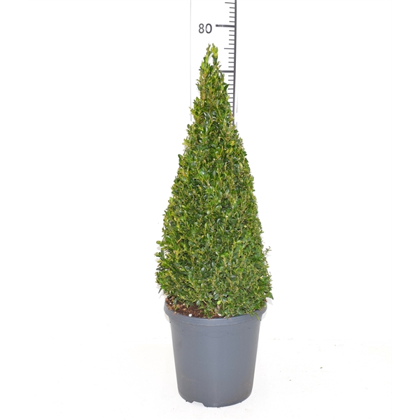 <h4>Buxus sempervirens 55-60cm Piramide</h4>