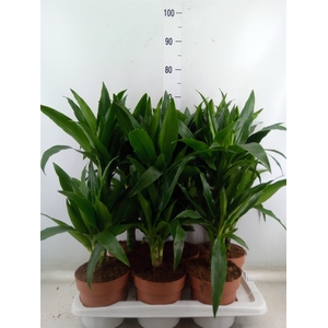 Dracaena frag. 'Janet Craig'