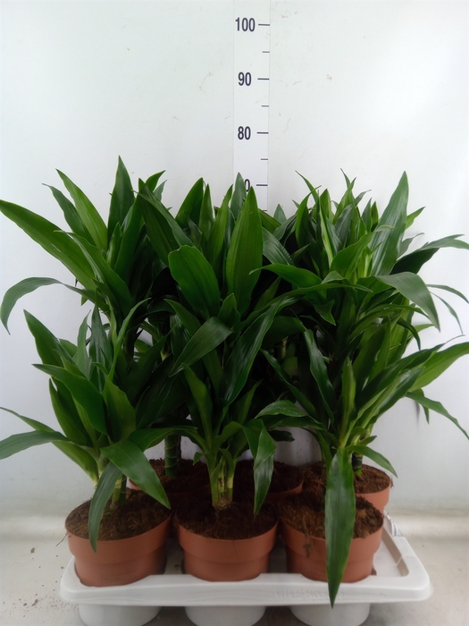 <h4>Dracaena frag. 'Janet Craig'</h4>