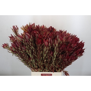 Leucadendron Jester Spray