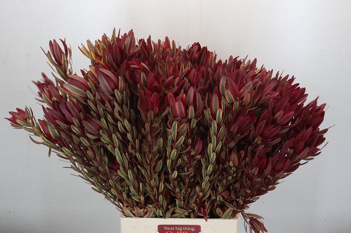 <h4>Leucadendron Jester Spray</h4>