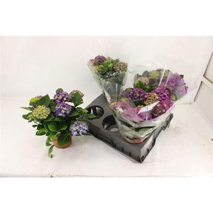 Hydr M Ningbo 7-8+