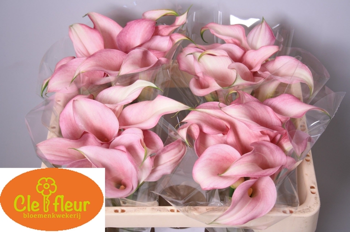 <h4>ZANT PINK DESIGN</h4>