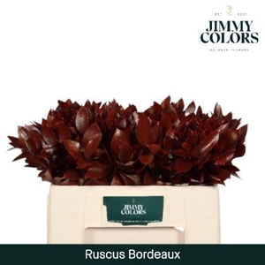 Ruscus L50 Bordeaux