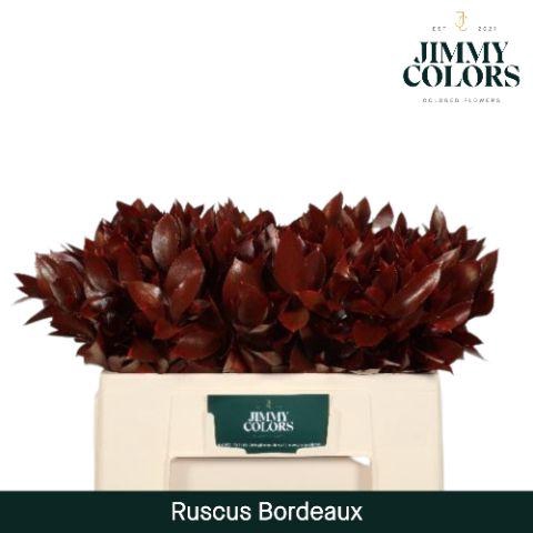 <h4>Ruscus L50 Bordeaux</h4>