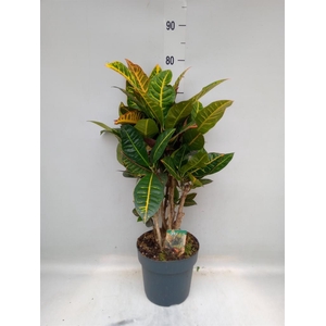 Codiaeum var. GR 'Petra'