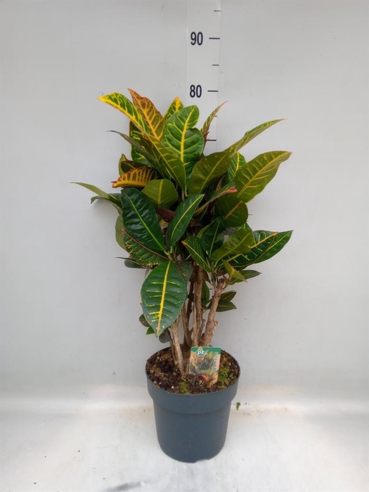 <h4>Codiaeum var. GR 'Petra'</h4>