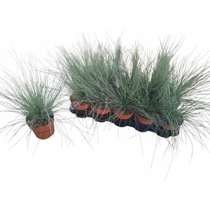 FEST GLAUCA
