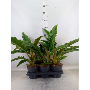 Philodendron  'Narrow Escape'