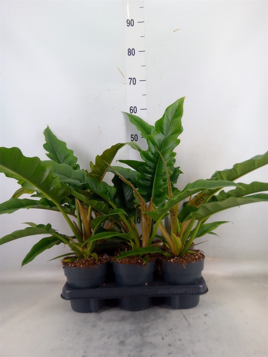 <h4>Philodendron  'Narrow Escape'</h4>