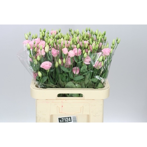 Eust Du Rosita Light Pink