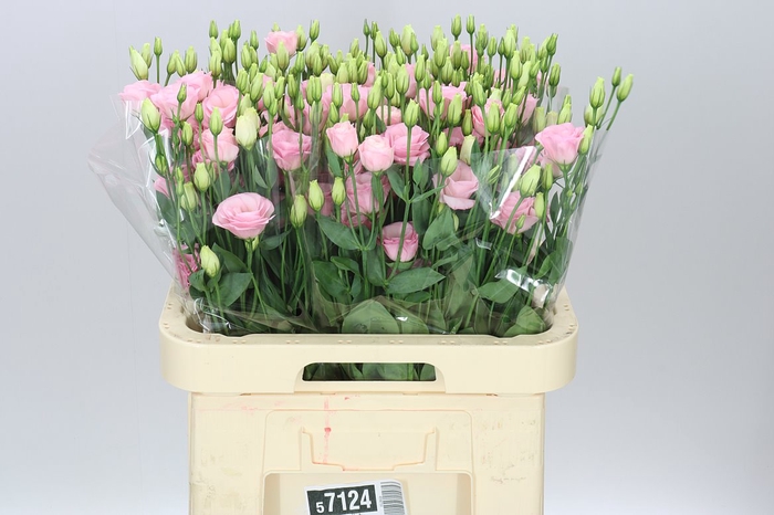 <h4>Eust Du Rosita Light Pink</h4>