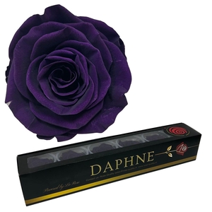 Preserved Rosa Purple Xl