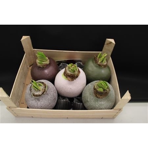 Amaryllis Bol Mix Xxxl