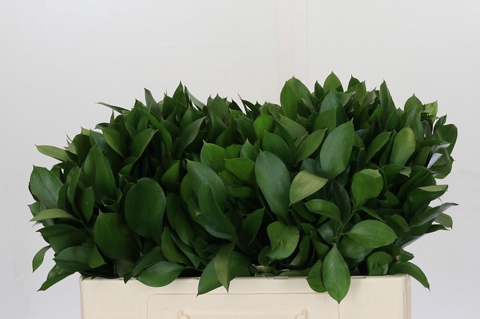 <h4>Ruscus Hypophyllum</h4>