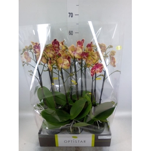 Phalaenopsis ...red