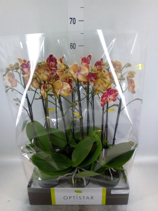 <h4>Phalaenopsis ...red</h4>