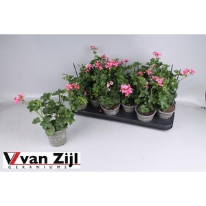 PEL PELT BALKON ROSE